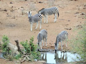 SOUTH AFRICA: Andy’s Camp at the Waterhole – Phalaborwa