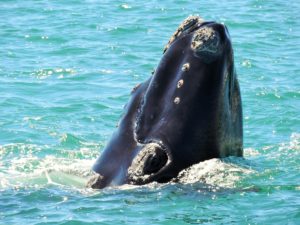 SOUTH AFRICA: Unforgettable Encounters – Whale Watching on the Ivanhoe Sea Safari