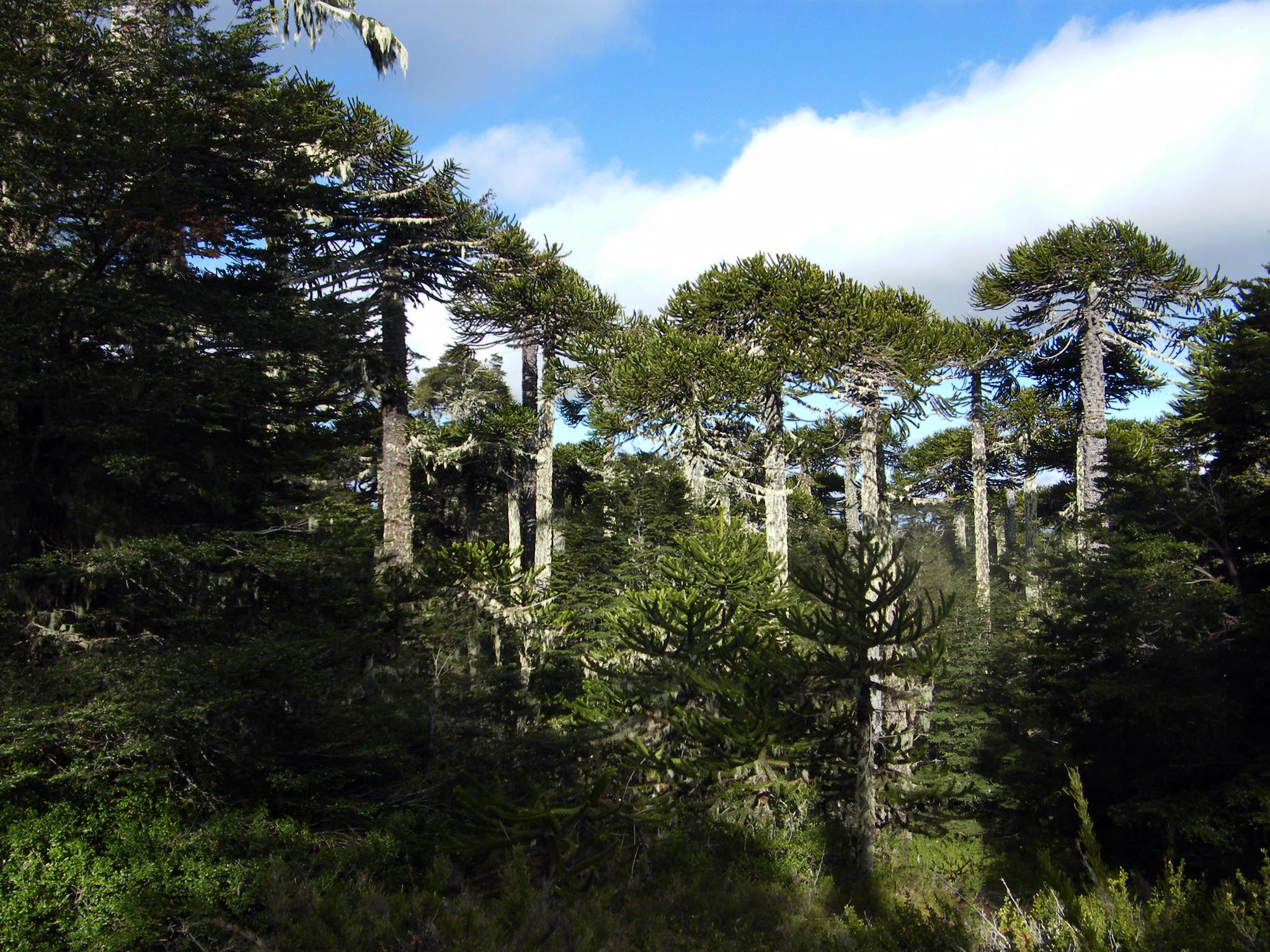 Nahuelbuta National Park and the Araucaria trees