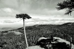 CHILE: Beautiful Araucanían Flora and Fauna – The Nahuelbuta National Park