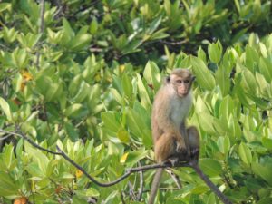 SRI LANKA: Negombo Lagoon & Monkey Island – Fishermen Town Boat Journey