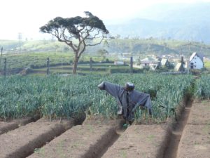 SRI LANKA: Nuwara Eliya – Tea Plantations, Agriculture & Lake Gregory